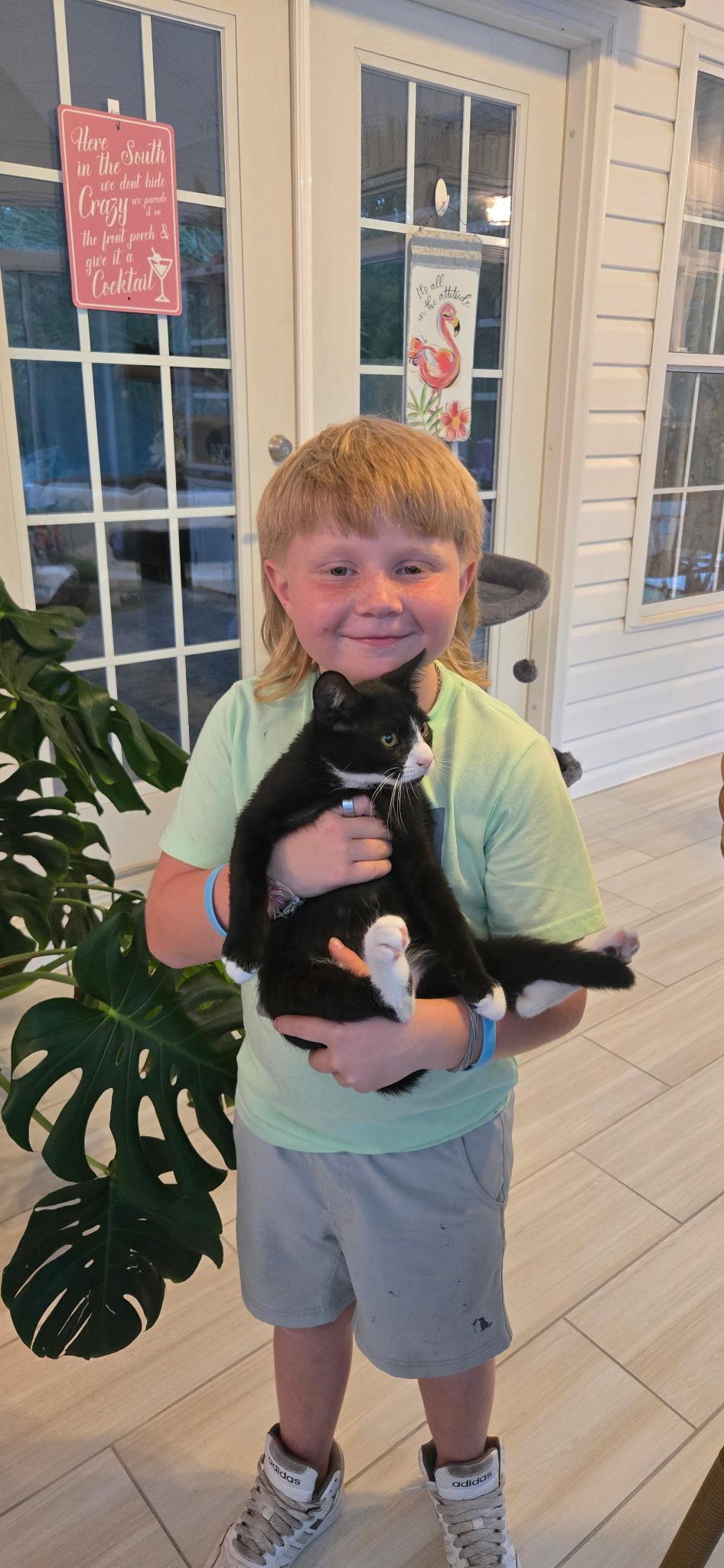 Enlarge WAYLAND, a Adoptable American Shorthair in Manchester, CT image 3/6
