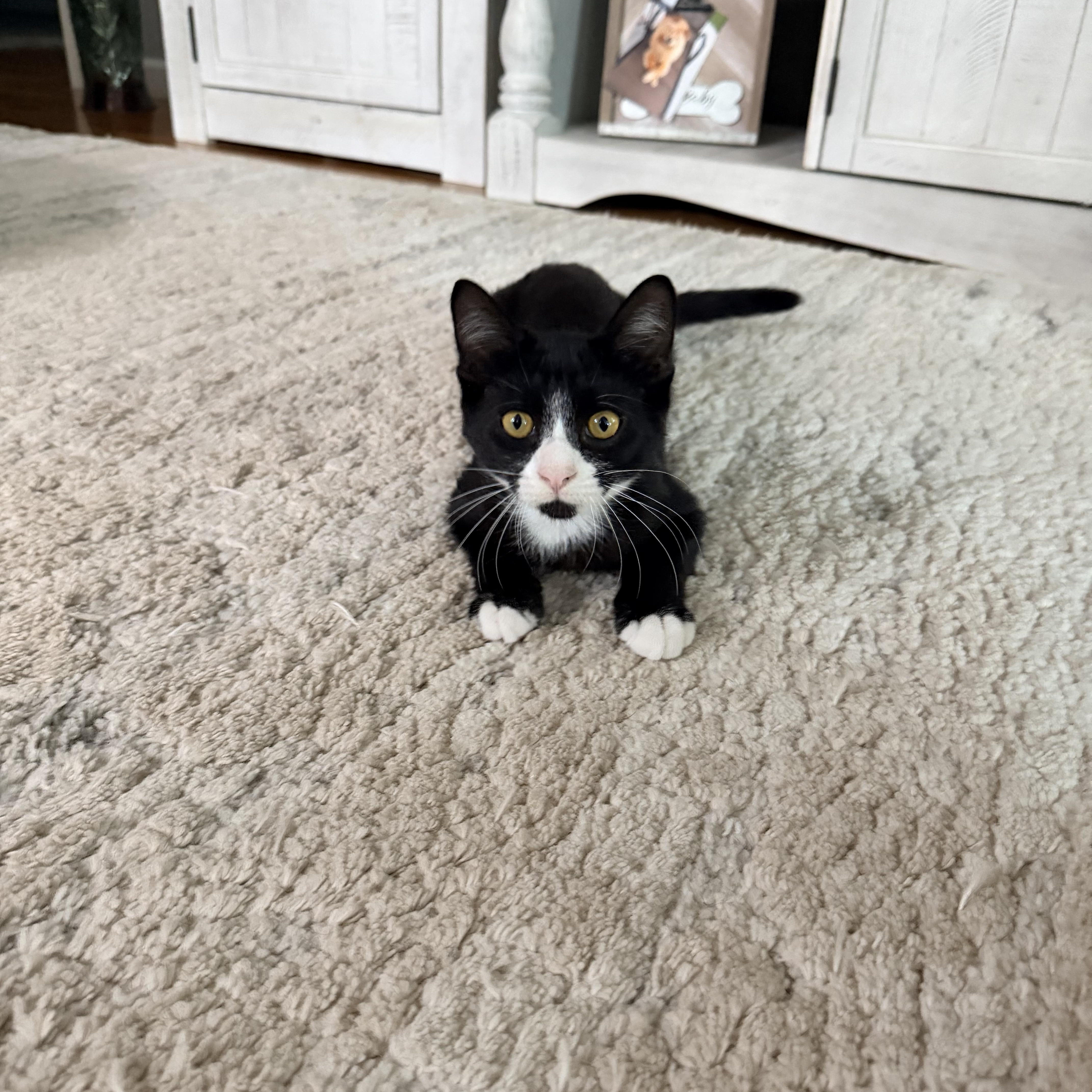 Enlarge WAYLAND, a Adoptable American Shorthair in Manchester, CT image 4/6