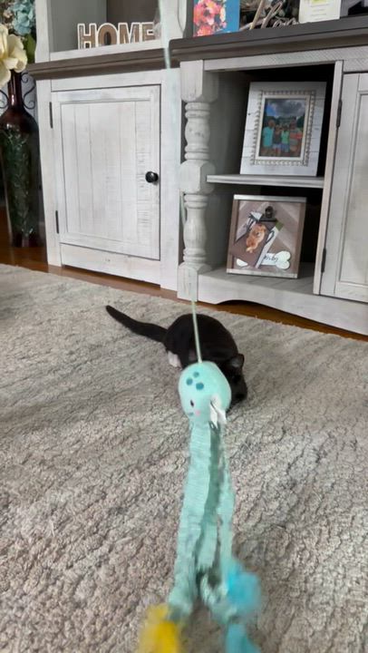 Enlarge WAYLAND, a Adoptable American Shorthair in Manchester, CT video 5/6