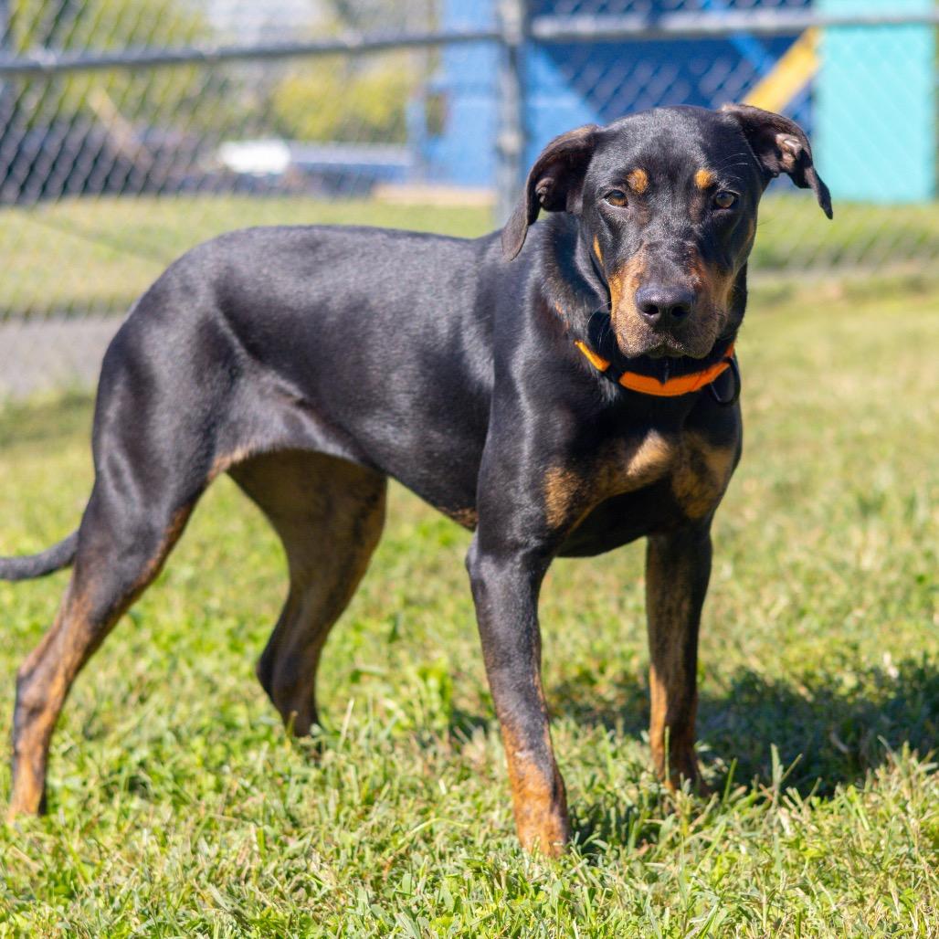 Jazzy, Adoptable, Adult Female Doberman Pinscher & Mixed Breed.
