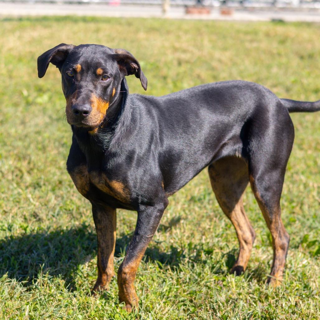 Enlarge Jazzy, a Adoptable mixed breed in Wilmington, DE image 2/3