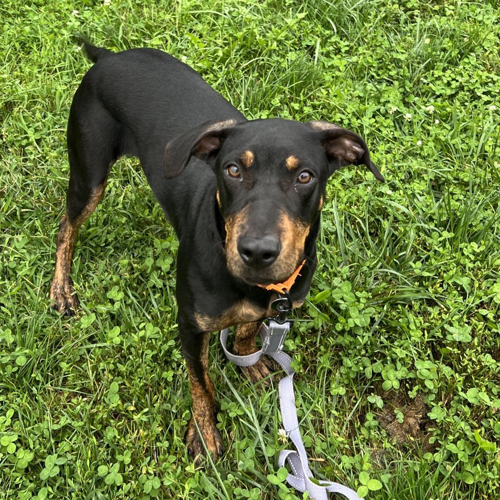 Enlarge Jazzy, a Adoptable mixed breed in Wilmington, DE image 3/3
