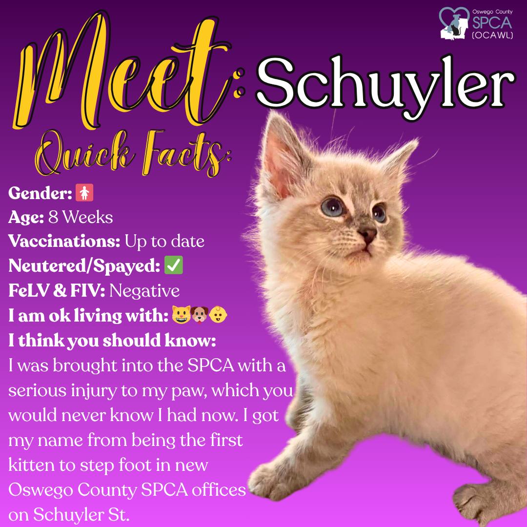 Enlarge Schuyler, a ADOPTABLE Domestic Short Hair in Fulton, NY image 1/6