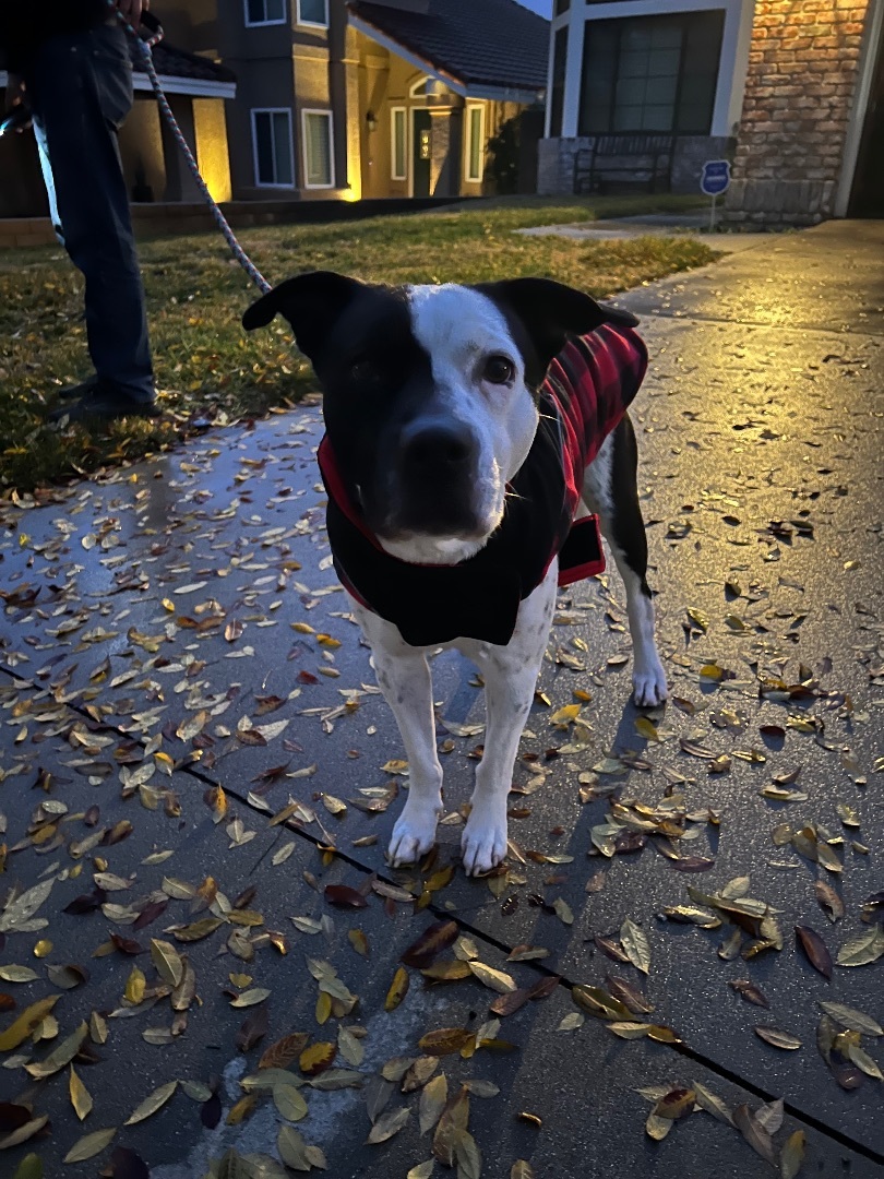 Marlo, a Adoptable Pit Bull Terrier in Claremont, CA image 5/6