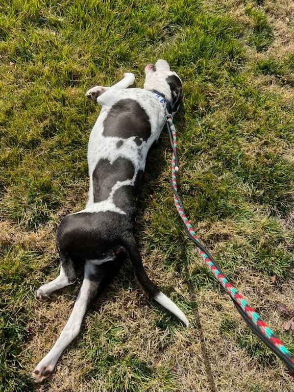Marlo, a Adoptable Pit Bull Terrier in Claremont, CA image 2/6