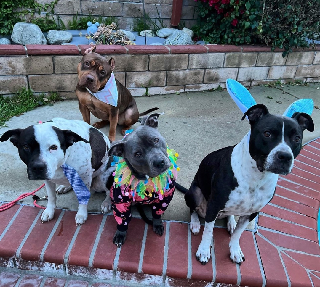 Marlo, a Adoptable Pit Bull Terrier in Claremont, CA image 1/6