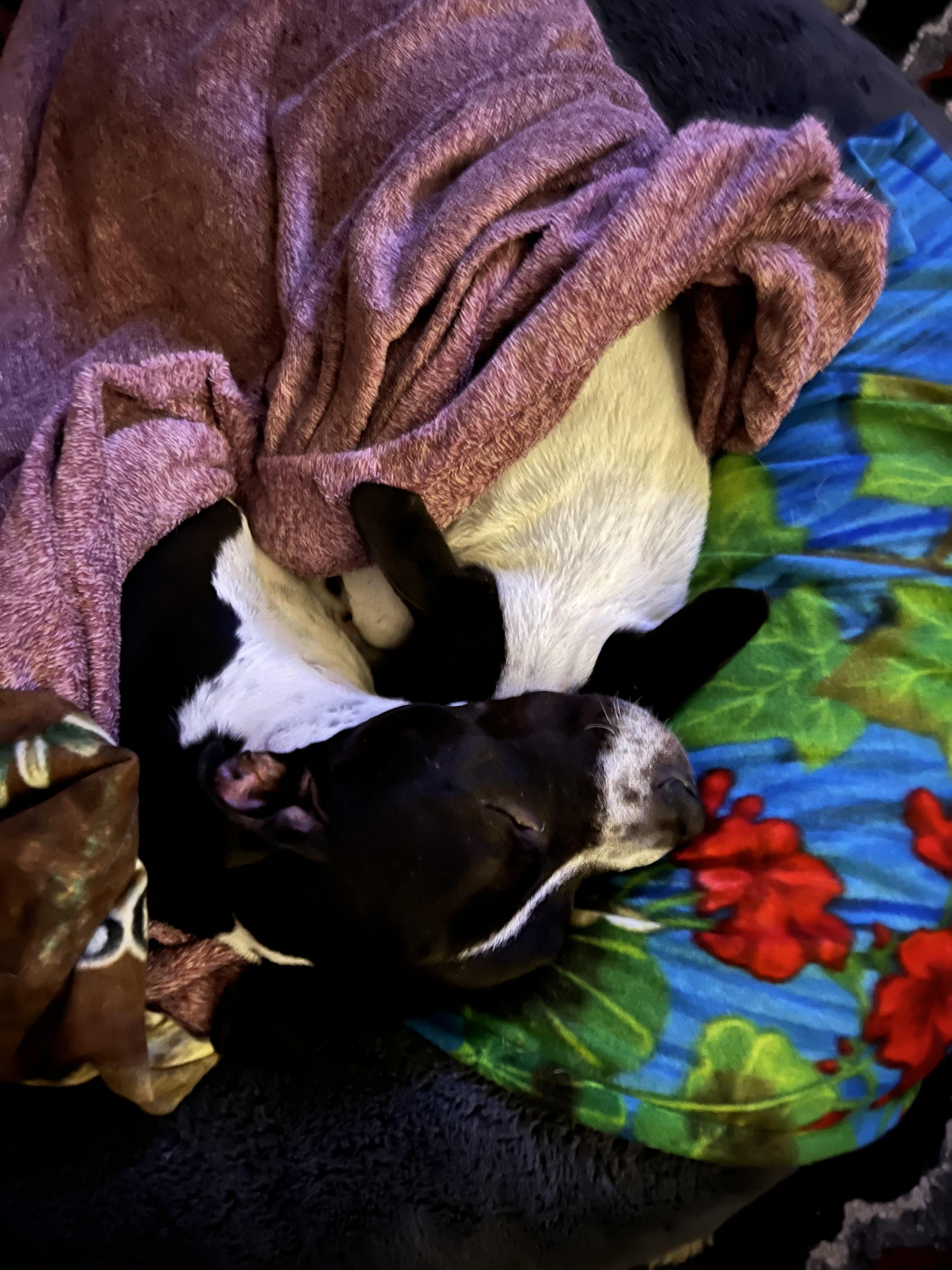 Marlo, a Adoptable Pit Bull Terrier in Claremont, CA image 6/6