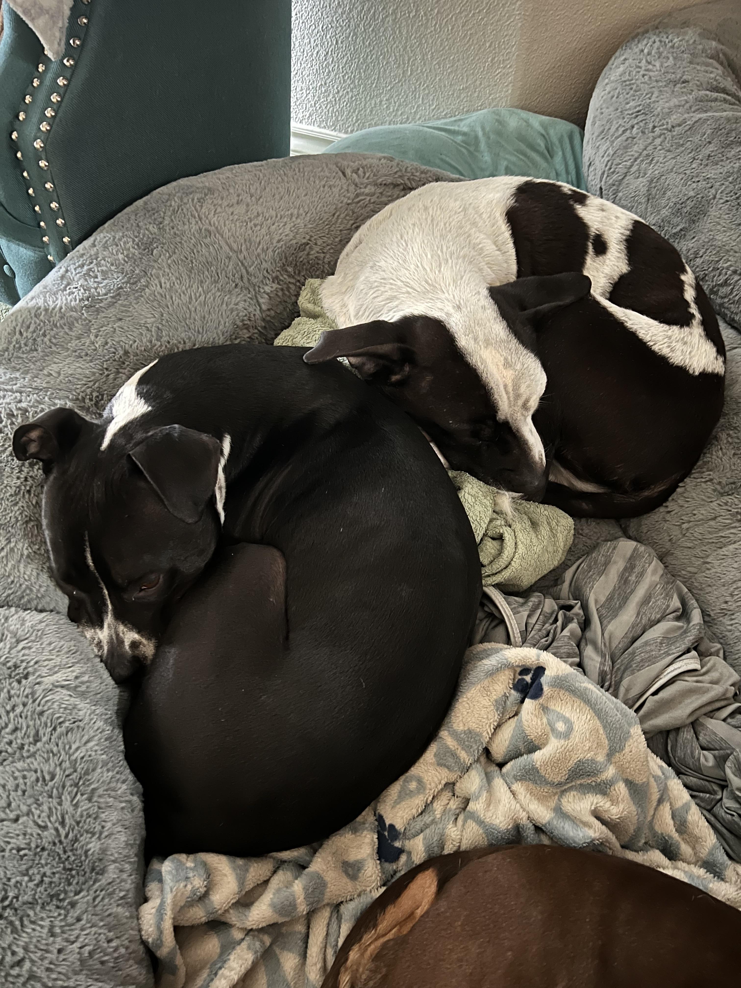 Marlo, a Adoptable Pit Bull Terrier in Claremont, CA image 4/6