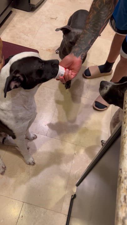 Enlarge Marlo, a Adoptable Pit Bull Terrier in Claremont, CA video 3/6