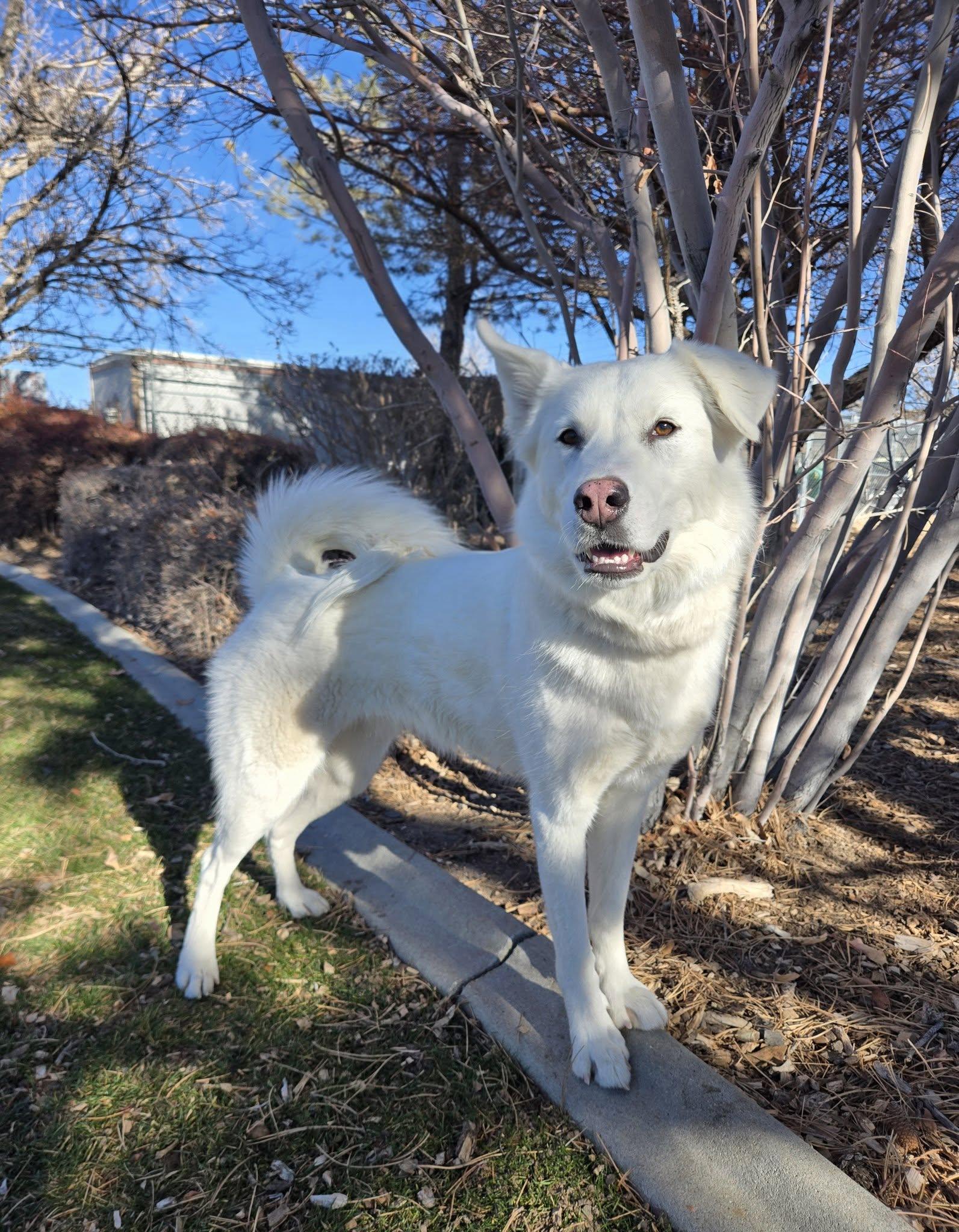 Enlarge Koda, a ADOPTABLE mixed breed in Gardnerville, NV image 1/1