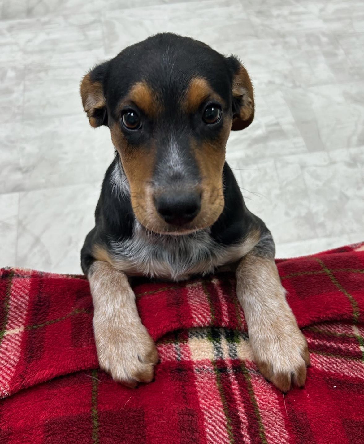 Bell, Adoptable, Puppy Female Beagle & Australian Shepherd.