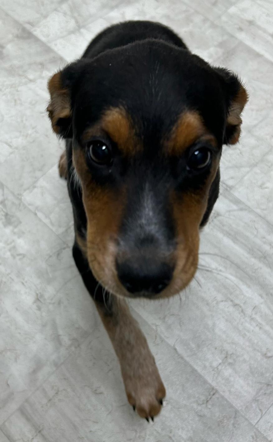 Bell, a Adoptable mixed breed in Neillsville, WI image 2/5