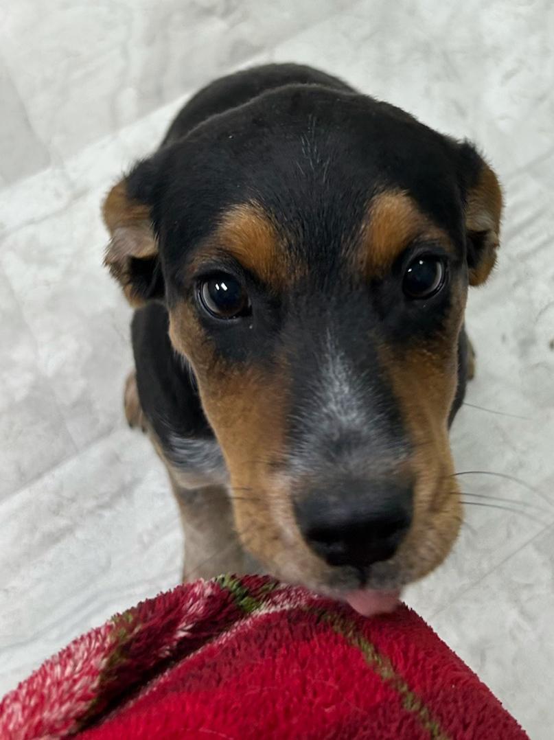 Bell, a Adoptable mixed breed in Neillsville, WI image 3/5