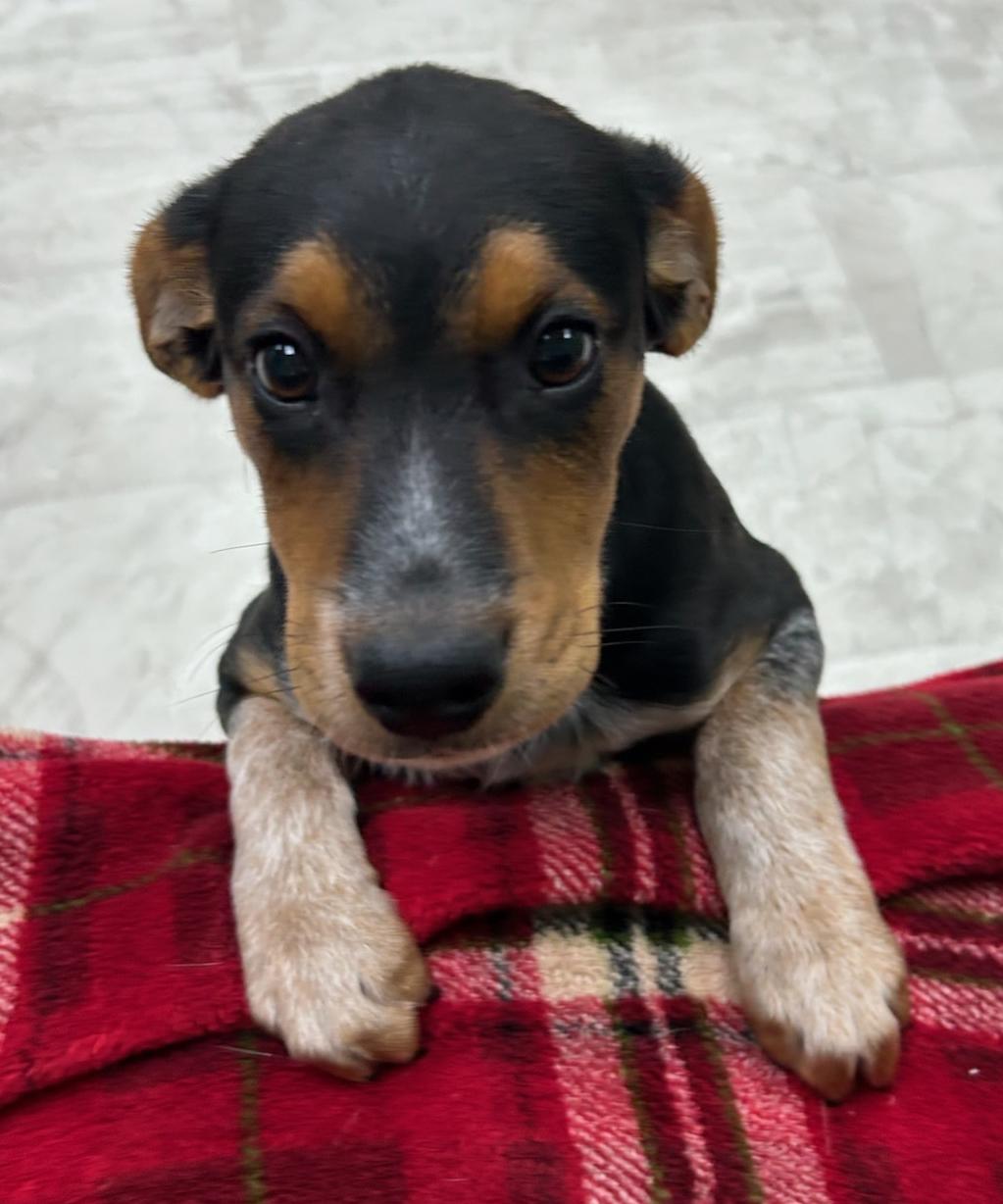 Bell, a Adoptable mixed breed in Neillsville, WI image 4/5