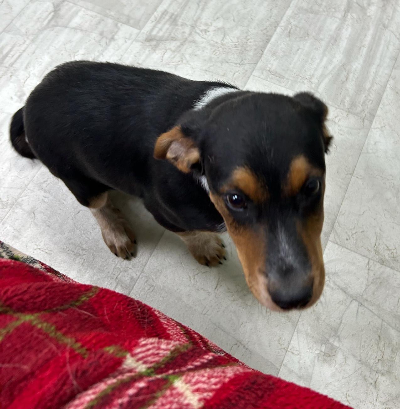 Bell, a Adoptable mixed breed in Neillsville, WI image 5/5