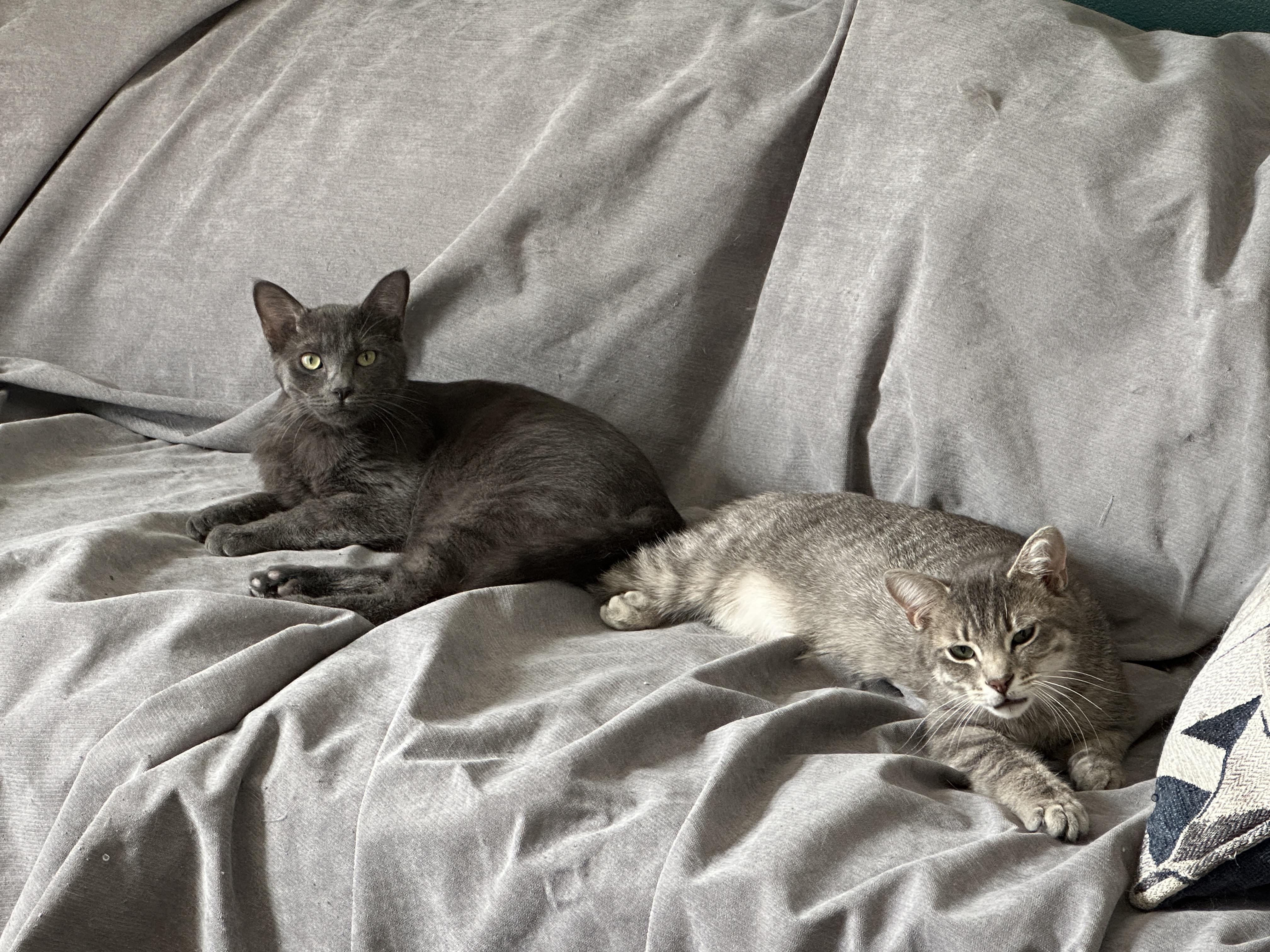 Poblano & Shadowbox (bonded brothers), ADOPTABLE, Young Male Domestic Short Hair.