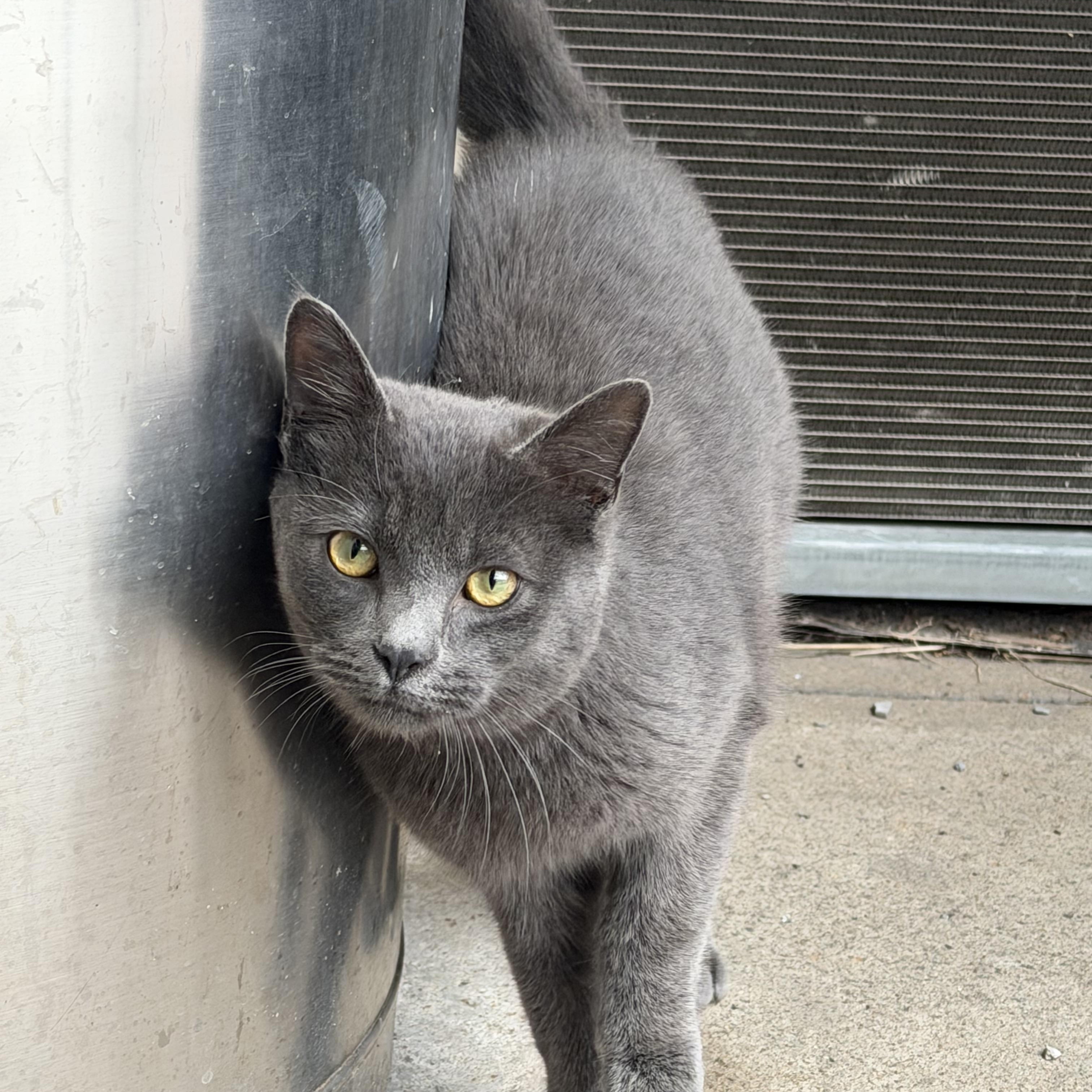 Poblano & Shadowbox (bonded brothers), a ADOPTABLE Domestic Short Hair in Nashville, TN image 2/3