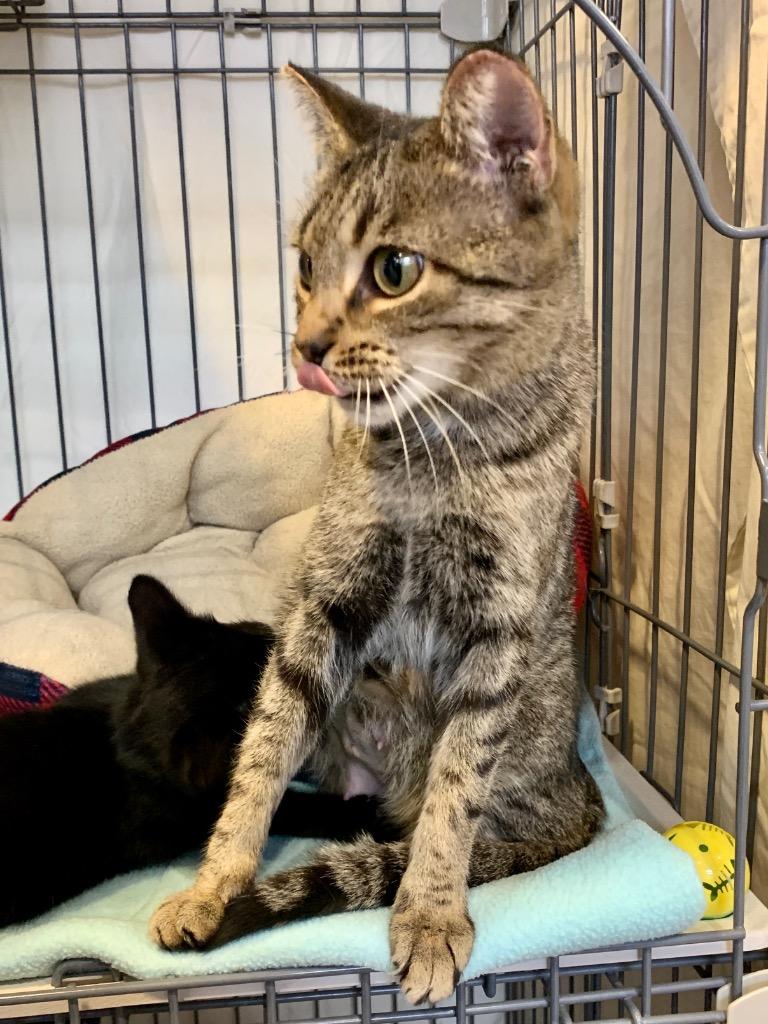 Enlarge Super Moon, a Adoptable mixed breed in Cincinnati, OH image 1/1