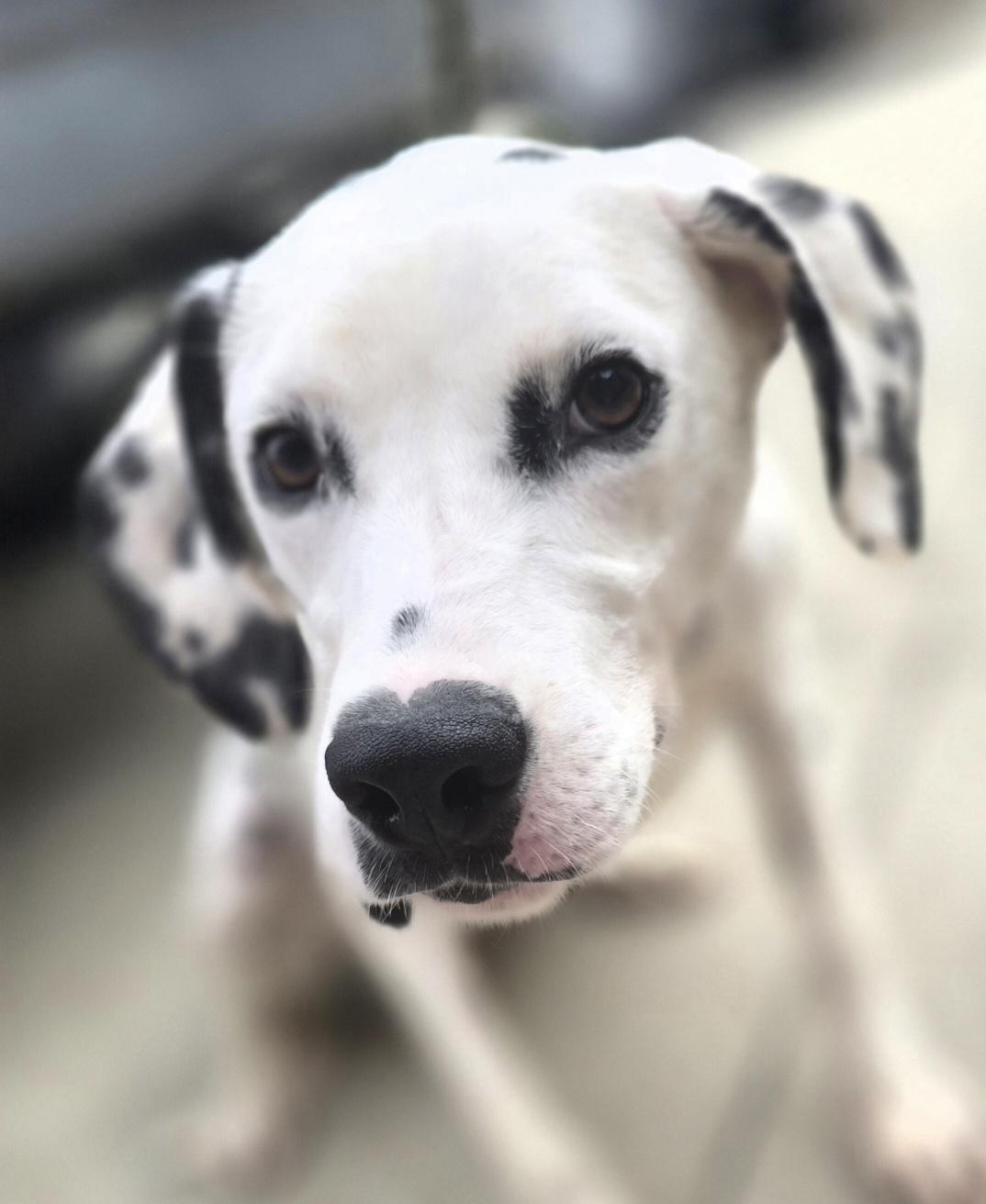 Enlarge Astrid, a ADOPTABLE Dalmatian in Terre Haute, IN image 3/4