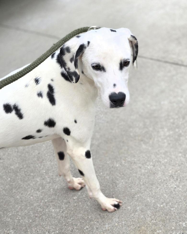 Enlarge Astrid, a ADOPTABLE Dalmatian in Terre Haute, IN image 4/4