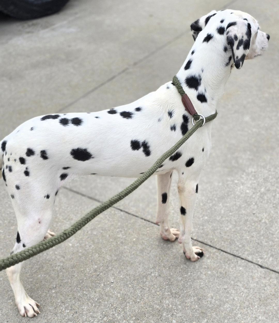 Enlarge Astrid, a ADOPTABLE Dalmatian in Terre Haute, IN image 2/4