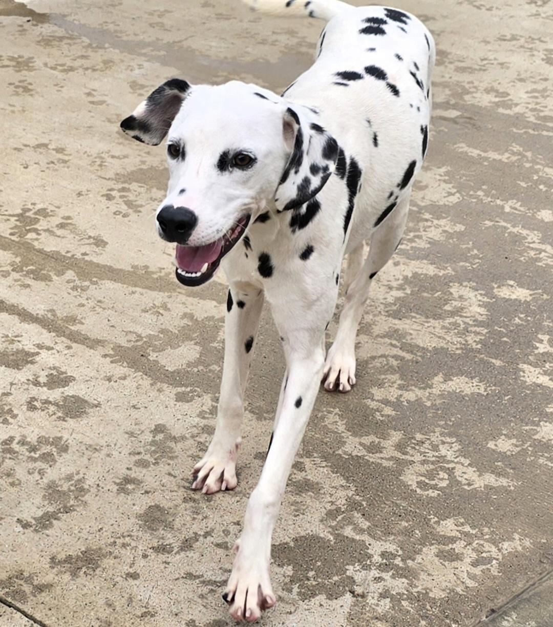 Enlarge Astrid, a ADOPTABLE Dalmatian in Terre Haute, IN image 1/4