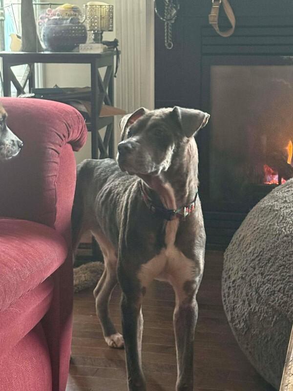 Stella, Adoptable, Adult Female Mixed Breed.