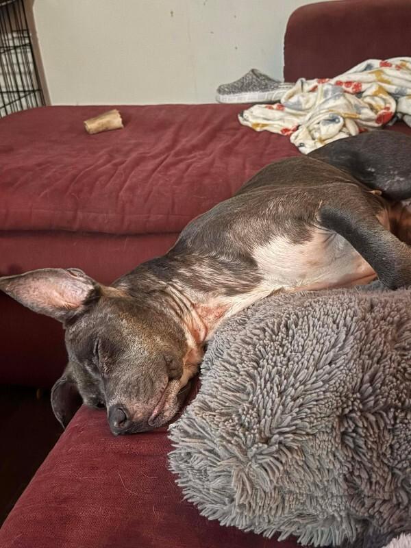 Stella, a Adoptable Mixed Breed in Athens, ON image 3/4