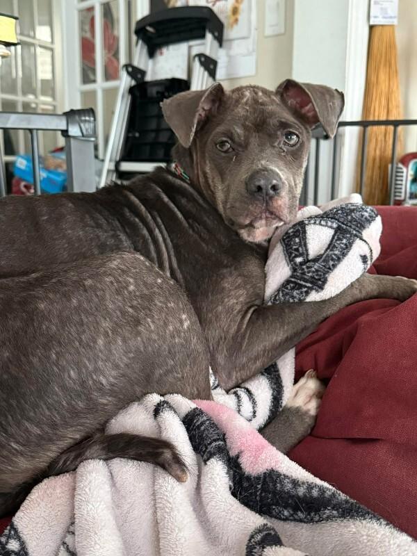 Stella, a Adoptable Mixed Breed in Athens, ON image 4/4