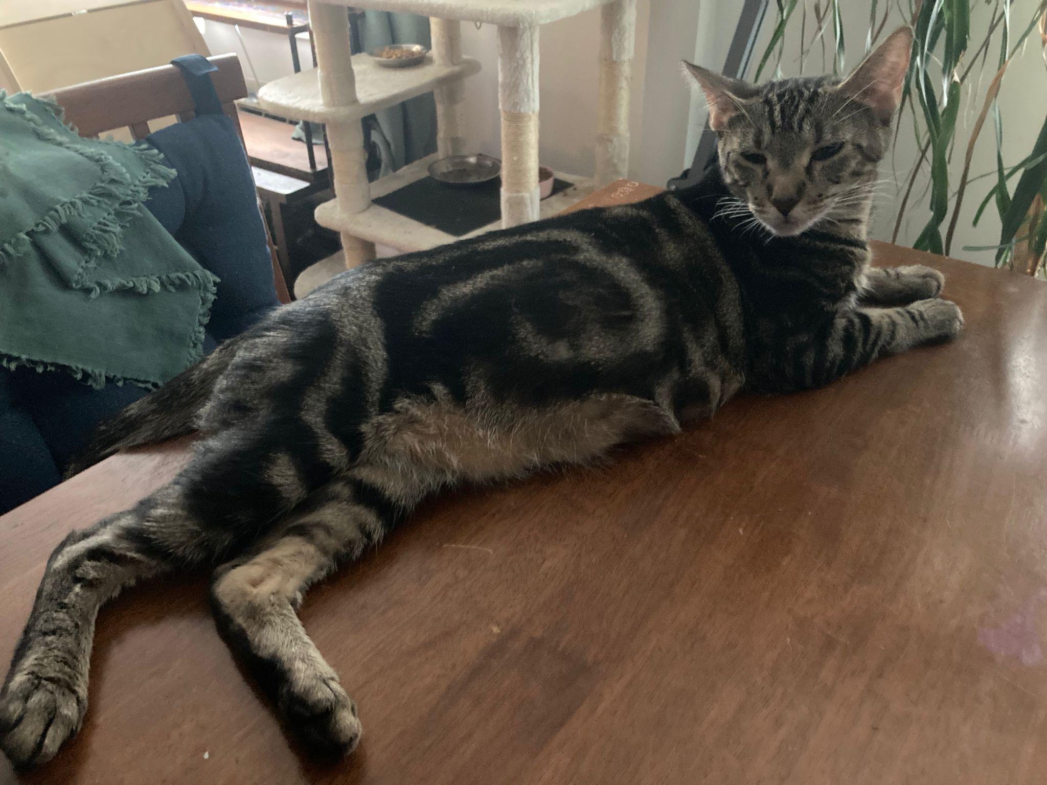 Lennox, Adoptable, Young Female Domestic Short Hair.