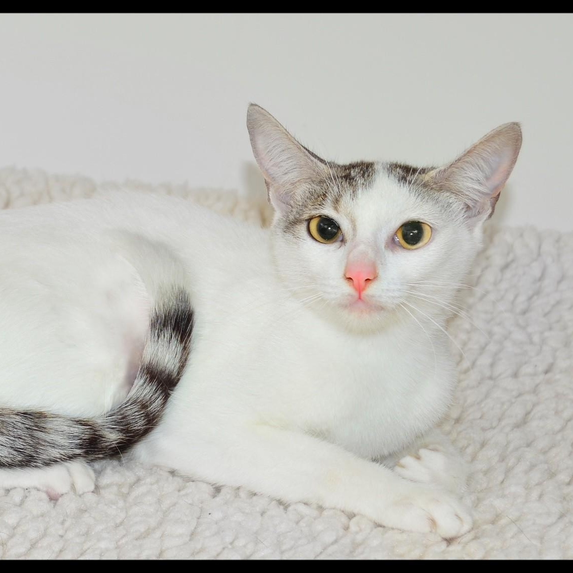 Jane, ADOPTABLE, Adult Female American Shorthair.