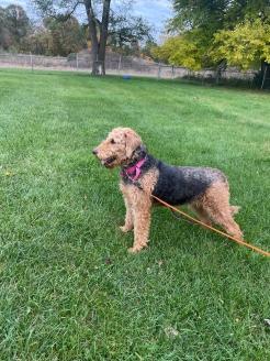 Daisy, ADOPTABLE, Young Female Airedale Terrier.