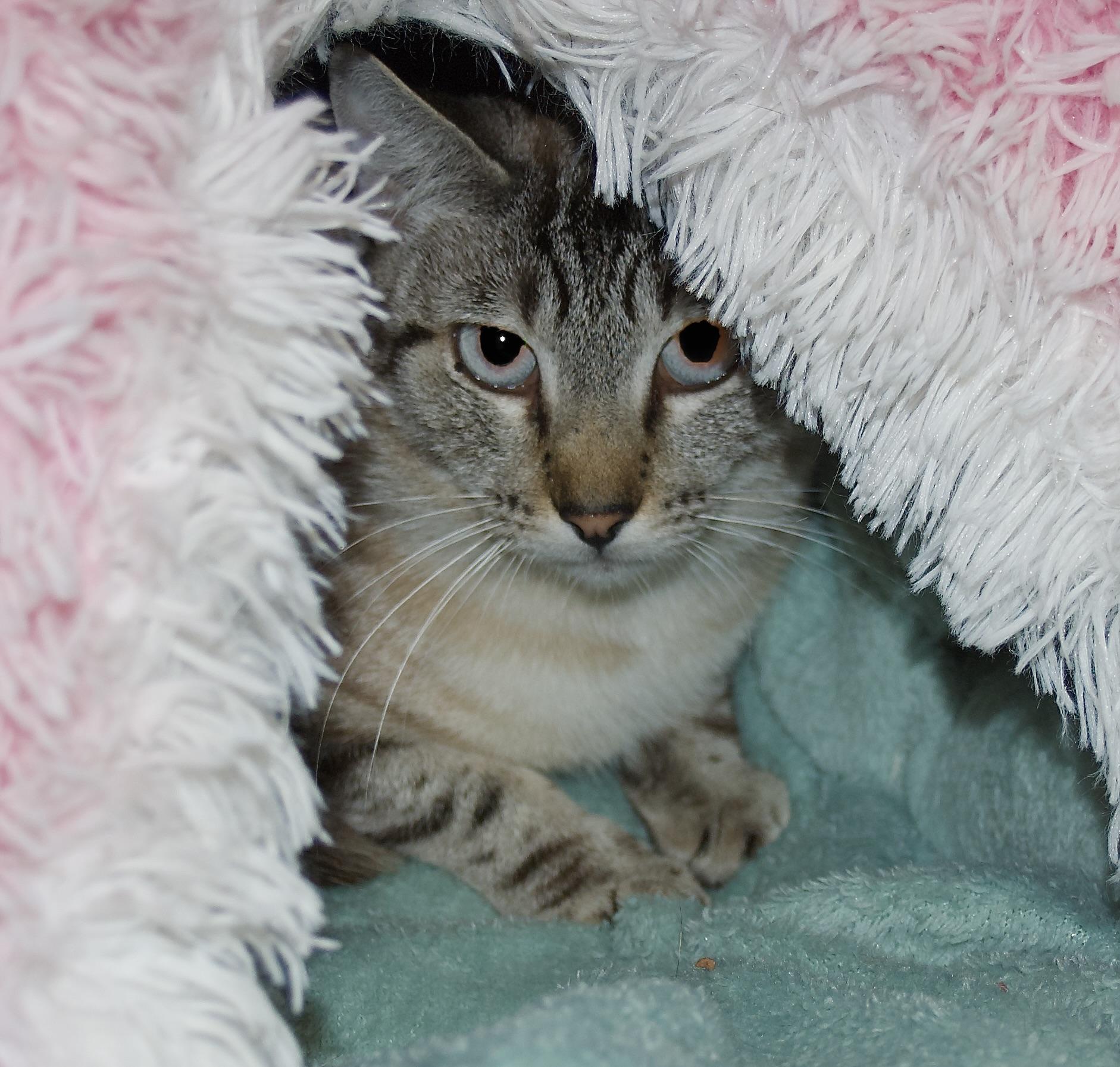Enlarge Miso, a ADOPTABLE Domestic Short Hair in Grass Valley, CA image 1/1