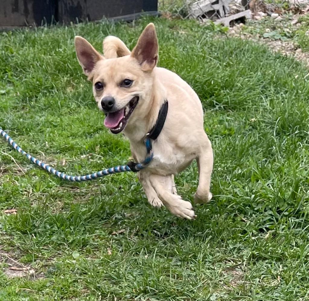 Enlarge Chewy, a Adoptable mixed breed in Shorewood, IL image 1/6