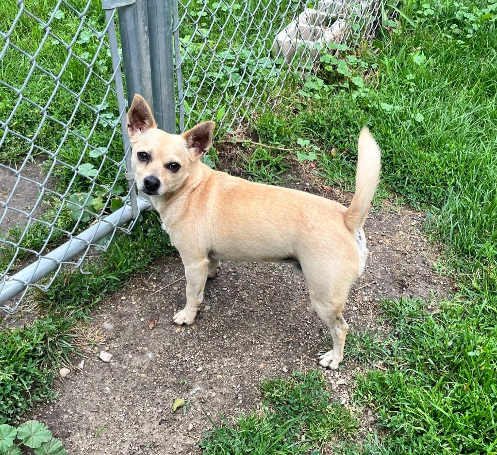 Enlarge Chewy, a Adoptable mixed breed in Shorewood, IL image 2/6