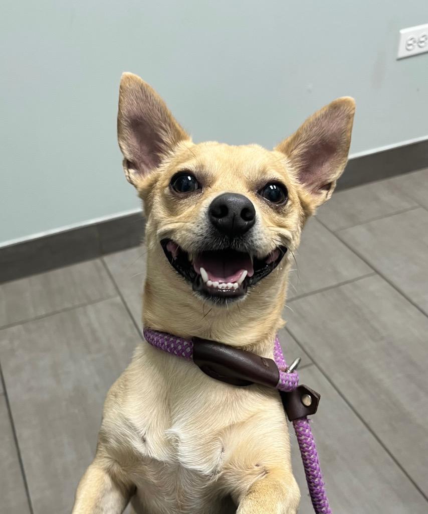 Enlarge Chewy, a Adoptable mixed breed in Shorewood, IL image 2/6