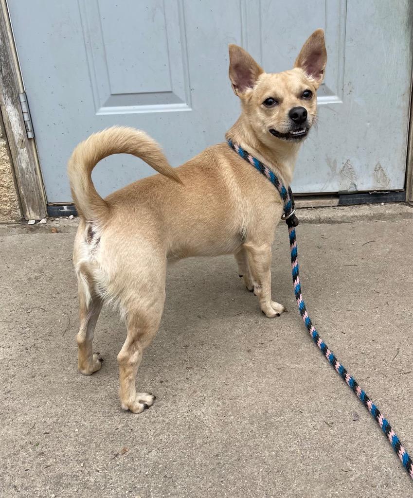 Enlarge Chewy, a Adoptable mixed breed in Shorewood, IL image 3/6