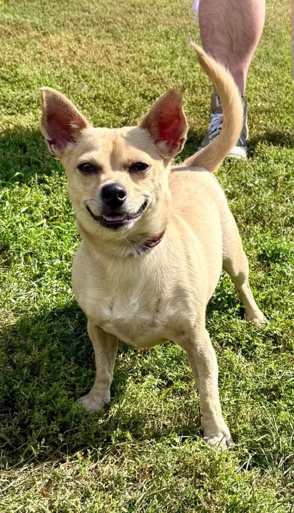 Enlarge Chewy, a Adoptable mixed breed in Shorewood, IL image 4/6