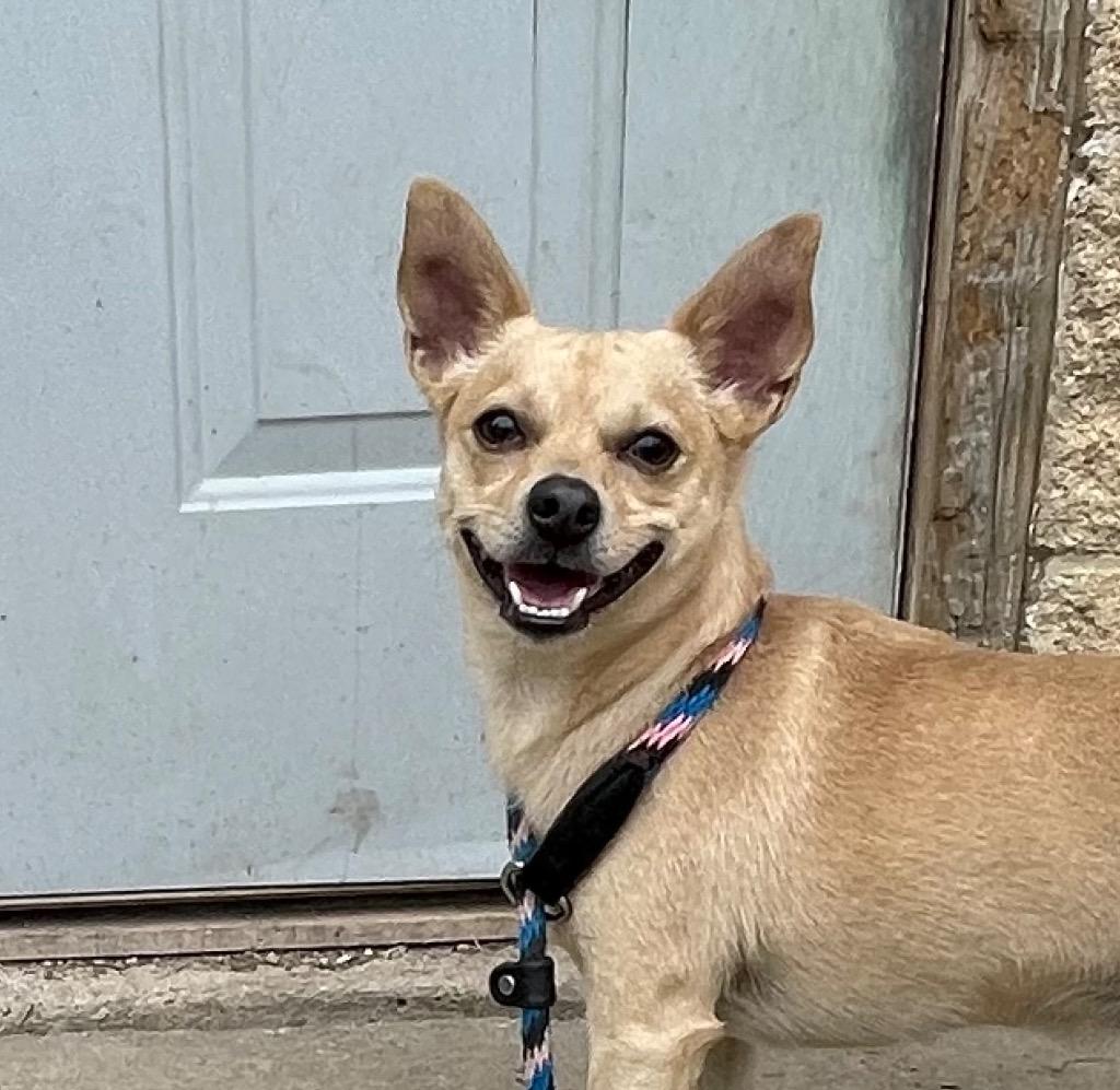 Enlarge Chewy, a Adoptable mixed breed in Shorewood, IL image 5/6