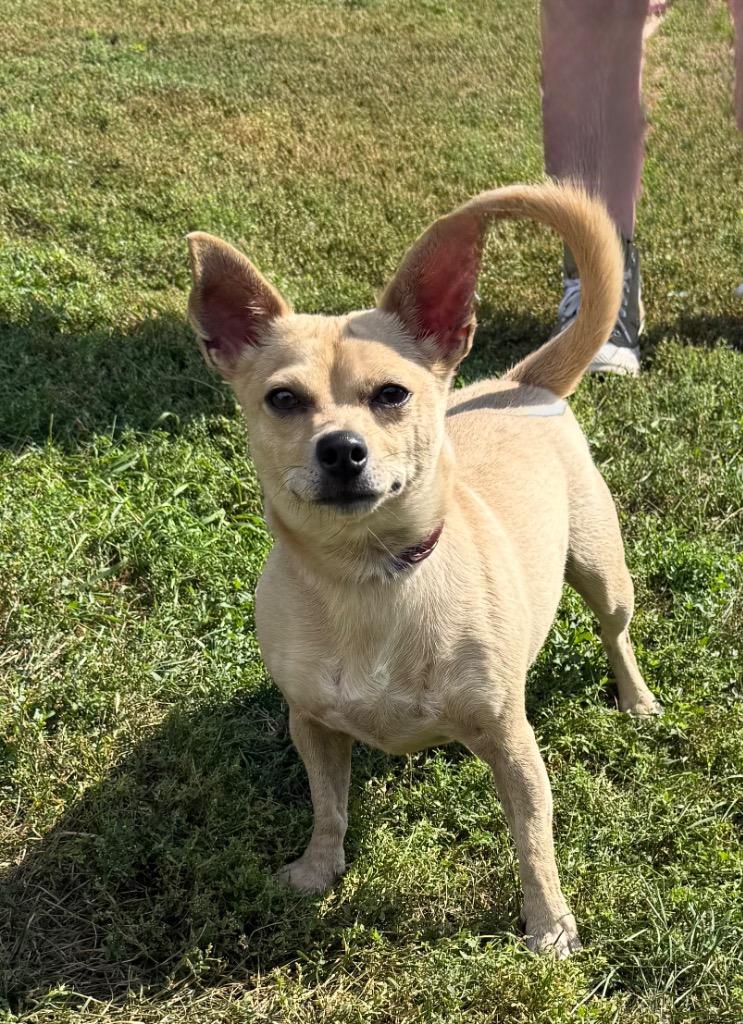 Enlarge Chewy, a Adoptable mixed breed in Shorewood, IL image 6/6