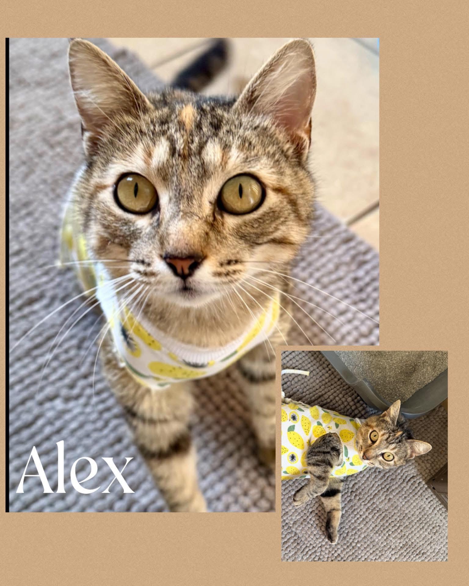 Alex, adopted, Adult Female Torbie & Domestic Short Hair.