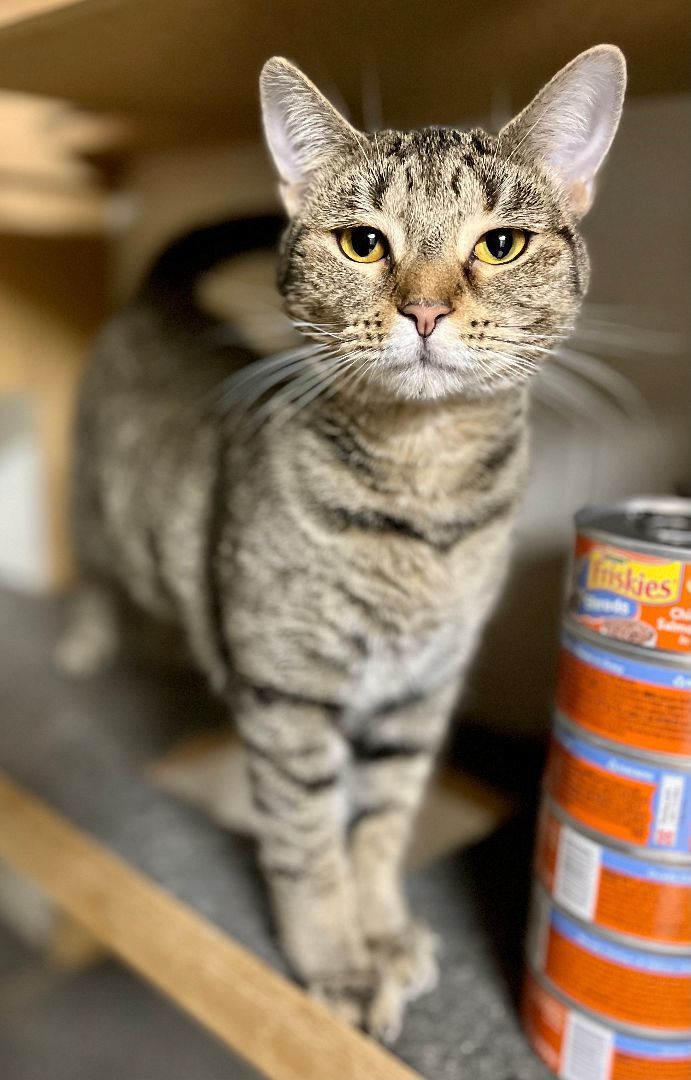 Macaroon, a Adoptable Tabby in Columbus, OH image 2/6
