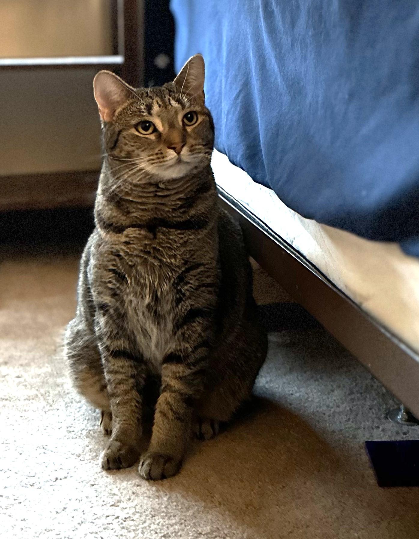Macaroon, Adoptable, Adult Female Tabby.