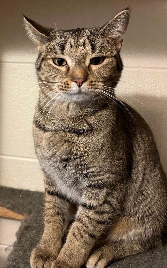 Macaroon, a Adoptable Tabby in Columbus, OH image 3/6