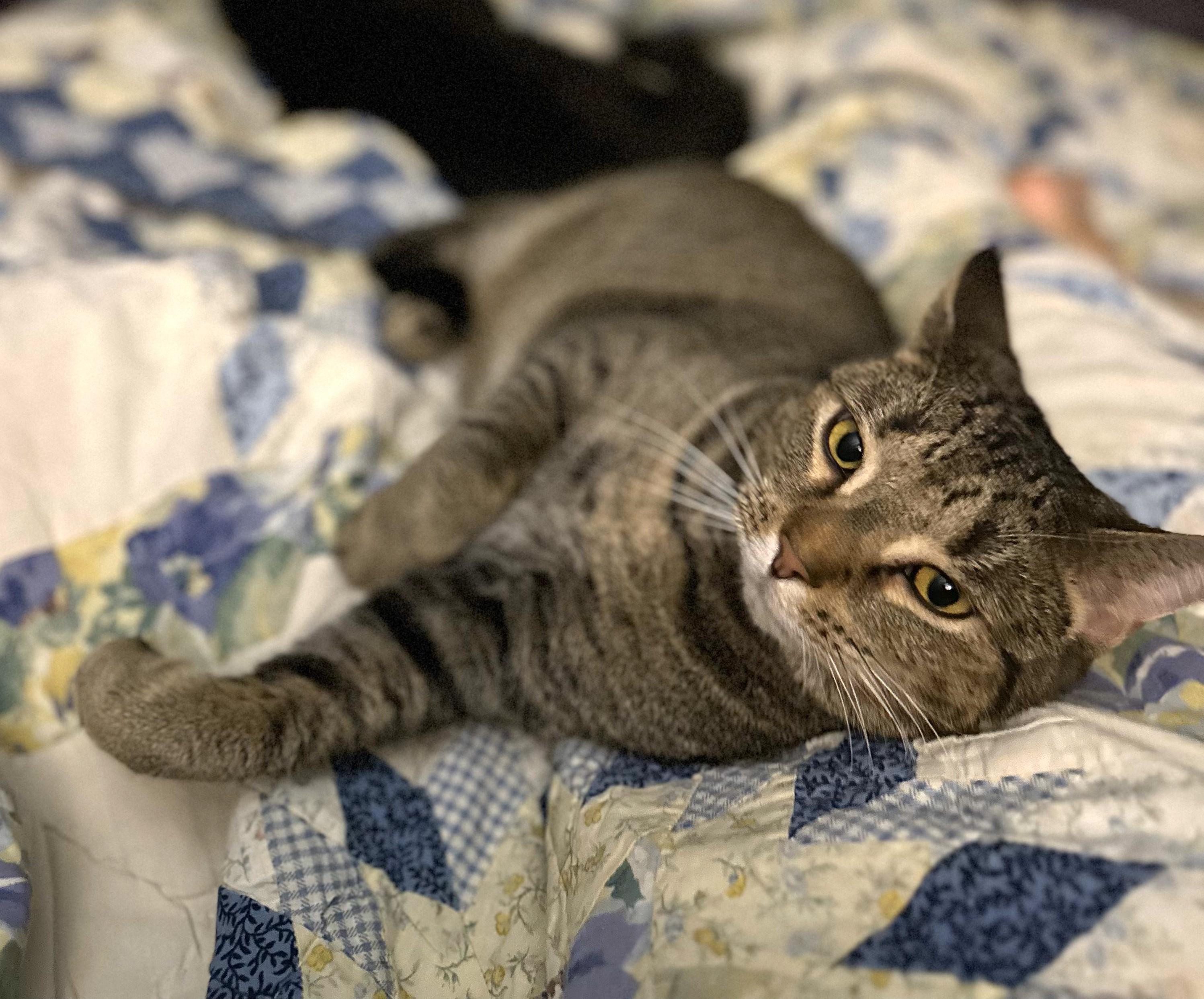 Macaroon, a Adoptable Tabby in Columbus, OH image 6/6