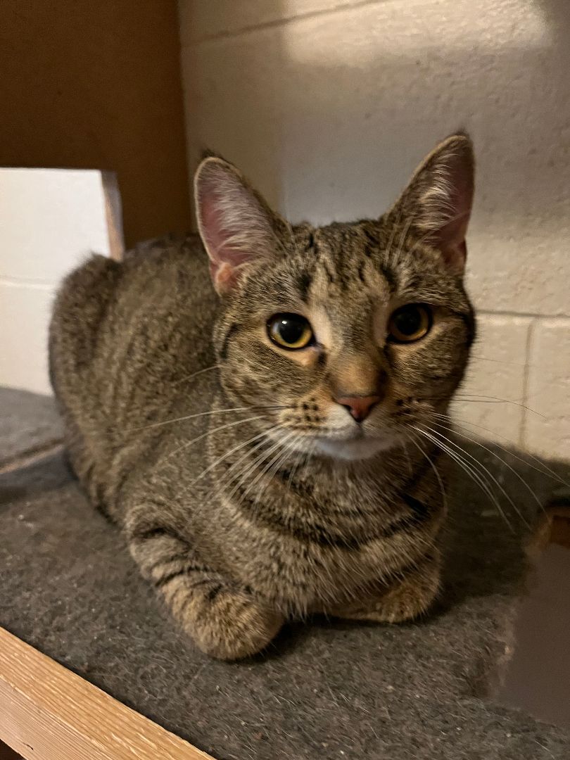 Macaroon, a Adoptable Tabby in Columbus, OH image 4/6