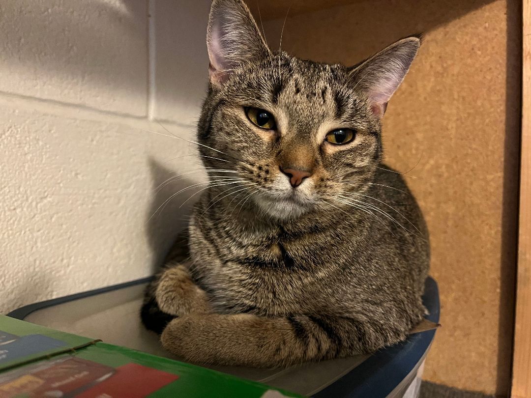 Macaroon, a Adoptable Tabby in Columbus, OH image 5/6