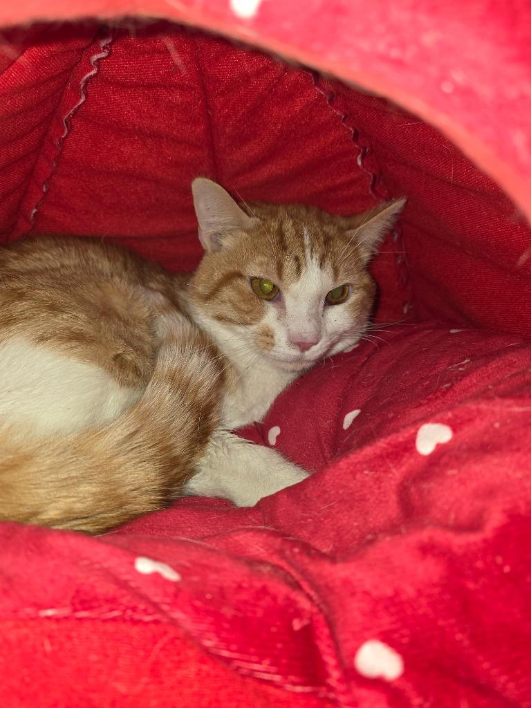 Enlarge Eggnog, a Adoptable mixed breed in Angola, IN image 1/3