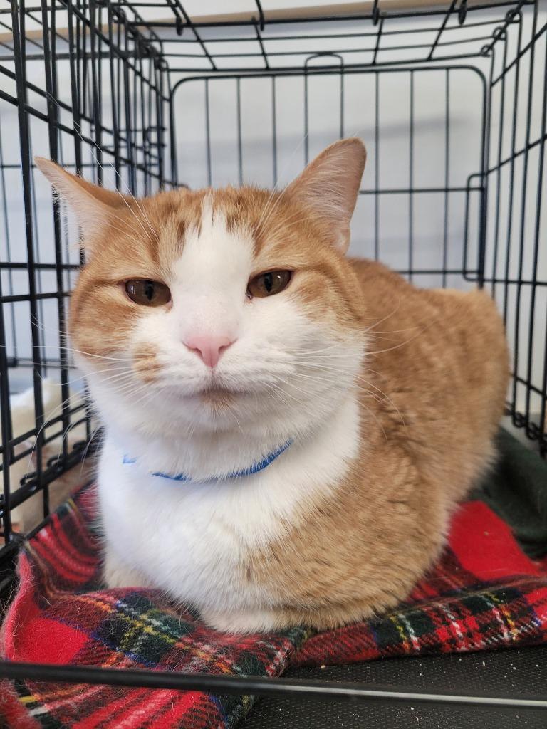 Enlarge Eggnog, a Adoptable mixed breed in Angola, IN image 2/4