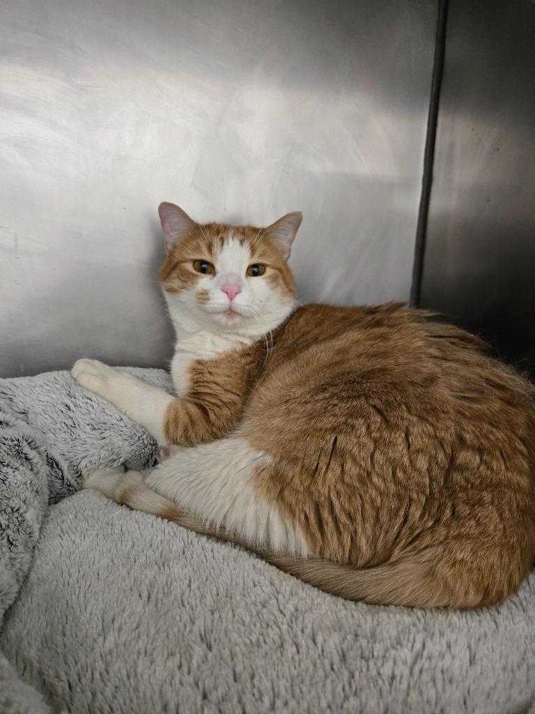 Enlarge Eggnog, a Adoptable mixed breed in Angola, IN image 2/3